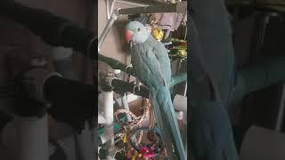 Indian Ringneck Pancho