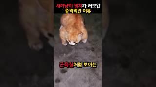 새끼고양이가 몸이 커진 충격적인 이유 #동물 #고양이