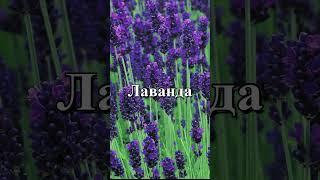 Топ 5 цветов неприхотливых для сада.#цветынеприхотливые #клумба#сад#идеи#цветы #shorts