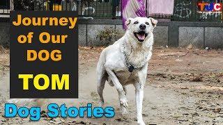 Journey Of Our Dog, TOM : Dog Stories : The Ultimate Channel