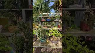 The Tropical Bonsai Inc Toronto Canada