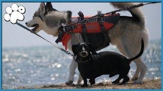 PAW RECORD AT THE BEACH!