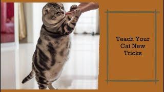 Teaching Cats New Tricks: A Vet's Guide 