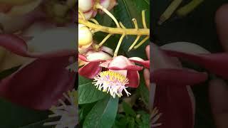 ki ful ata#flowers #nature #viral #shortvideo #shorts #shortsfeed #song#beautiful #photography