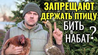 Запрещают держать кур, гусей, уток, перепелов и другую птицу! Бить в набат или всё не так плохо?!