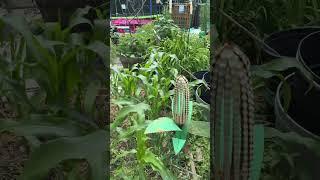 June 25garden update