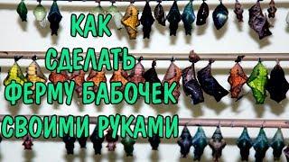 ФЕРМА БАБОЧЕК СВОИМИ РУКАМИ . FARM BUTTERFLY DIY