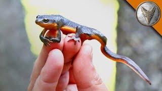 Toxic Newt!