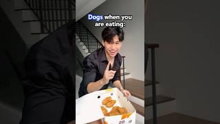 Dogs vs Cats when you are eating