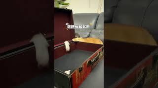 矮脚猫怎么抓老鼠 #小猫应该是气疯了  #万物可爱计划 #这是我一手养大的猫