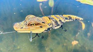 Do Bass Eat Gators???