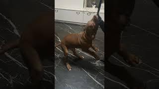 rednose pitbull fight 3months old