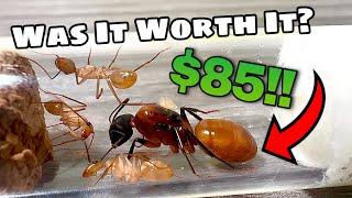 I Spent $85 on a Super Rare Ants Species… Was It Worth It? (Camponotus Ocreatus)