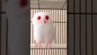 Red eyed albino owl