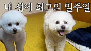 우리집에 강아지가 생겼다