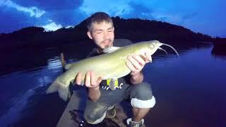 Flathead Catfish fishing in Rivers