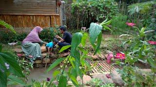 Hunting for rice field snails | Cooked with spicy yellow spices