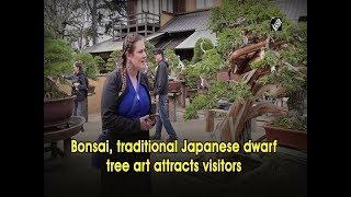 Bonsai, traditional Japanese dwarf tree art attracts visitors