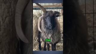 Рог, убивший своего хозяина – трагедия природы#животные#природа #рог