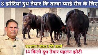 3 झोंटी ताजा ब्याई 14 किलो दूध तैयार कि पहलन झोटी सेल के लिए Balwan Lodhar Dairy Farm