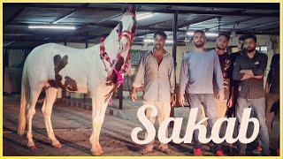 Sakab - India's Fastest Sindhi Horse | 19 Times Rewal Champion | Stallion Takki