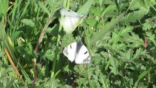 Eastern Bath white - Pontia daplidice (Pontia edusa ) - Cyprus