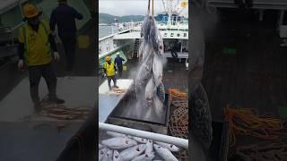 This Black Meat of Tuna Fish has too much nutrition! #shorts