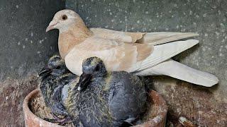 So much racing pigeon breeding!