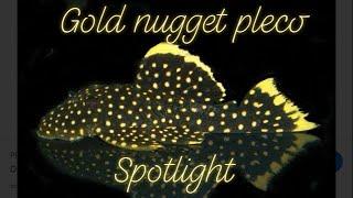 Gold Nugget Pleco Spotlight (2019)