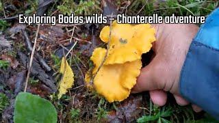 Exploring Bodøs wilds – Chanterelle adventure - Arctic - Bodø2024 - 250824