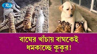 বিশালদেহী ৬ টি বাঘের মা কুকুর! | Tiger & Dog | Rtv Exclusive News