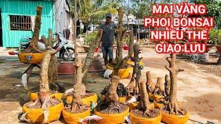 (@PHONG #zalo_0798003226)#Mai vàng phoi  Bonsai nhiều thế GL 11/3/2025 ĐC:Q.Thốt Nốt,TPCT