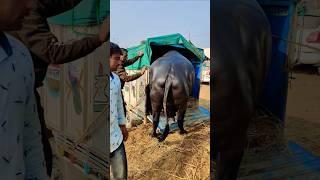 Murrah  buffalo  Bull KDFA पशु मेला #cow #bannibaffalo #murrhabuffalo #animals 100