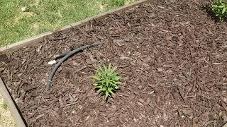 Don't grow autoflower plants outside!
