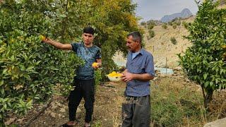 Rural family: The family carpeted the house, installed the door, and picked fruit from the garden