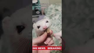 FuffyFerrets TV News (that no one asked for)