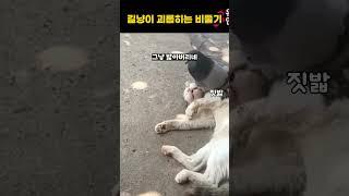 길냥이 괴롭히는 비둘기