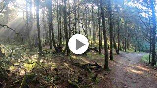 Hobbit Trail in Cape Perpetua, OR - Adventure Guru