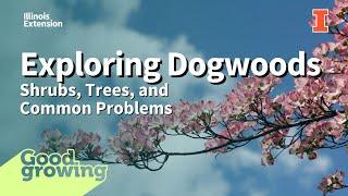 Discovering Dogwoods: From trees to shrubs and even groundcovers! | #GoodGrowing