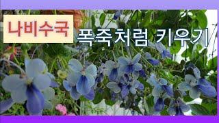 나비수국 베란다에서 폭죽처럼 키우기