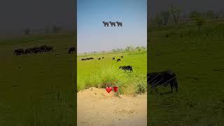 Village life ki khobsorti