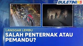 ADUAN RAKYAT | Lembu Berkeliaran Di Jalan Raya Ancam Nyawa Penduduk