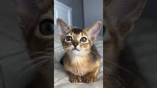 мяу #katha #cat #веселыекоты #catlover #просмотры #pets