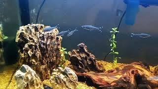 Snip Snip: Scissortail Rasboras Schooling In 6 Foot 84 Gallon Community Display Tank