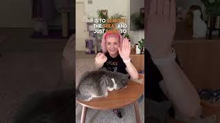 #HowTo Train Your Cat high five!