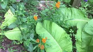 David Winston - Virtual Herb Walk - The American Botanical Council