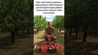 Мои персиковые деревья, выращенные собственными руками! Даже одно доброе слово может сделать меня сч