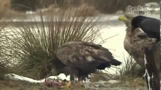 Check Eins - Freddy und die Seeadler - Teil 1