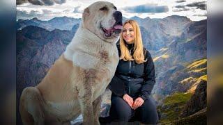 THE ALABAI - 'WOLF CRUSHER' - CENTRAL ASIAN SHEPHERD DOG