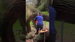 Warning for what’s ahead ️#safetywhenusingchainsaw #howwillitfall #justhebeginning #caution